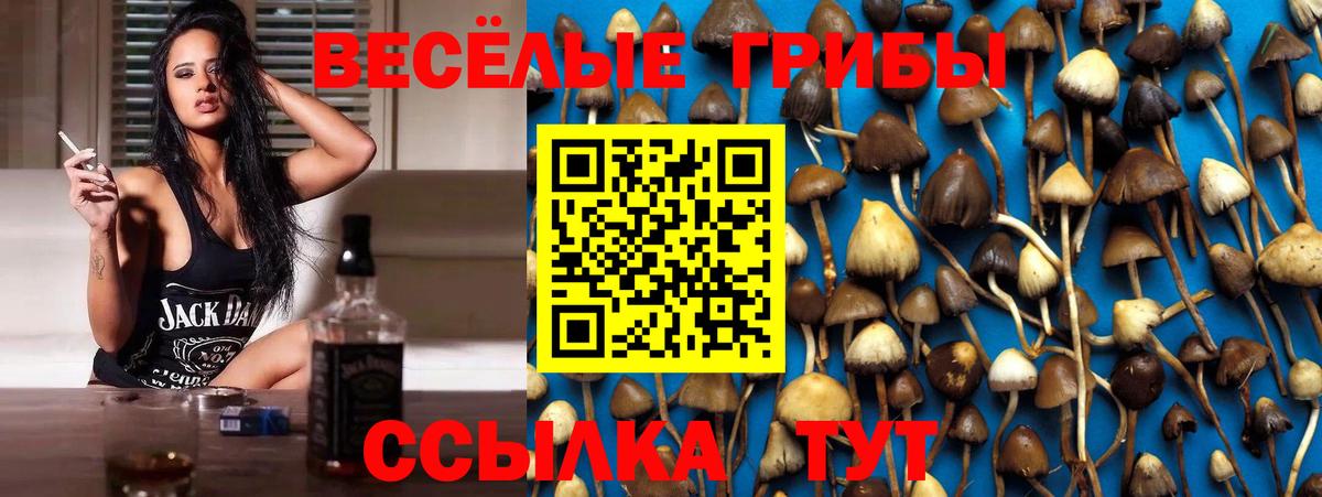 Галлюциногенные грибы Cubensis  Псилоцибиновые грибы мицелий  Вход с VPN  Среднеуральск 